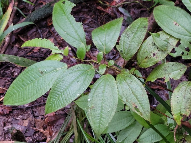 Miconia asymmetrica