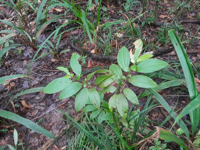 Miconia asymmetrica photo 2