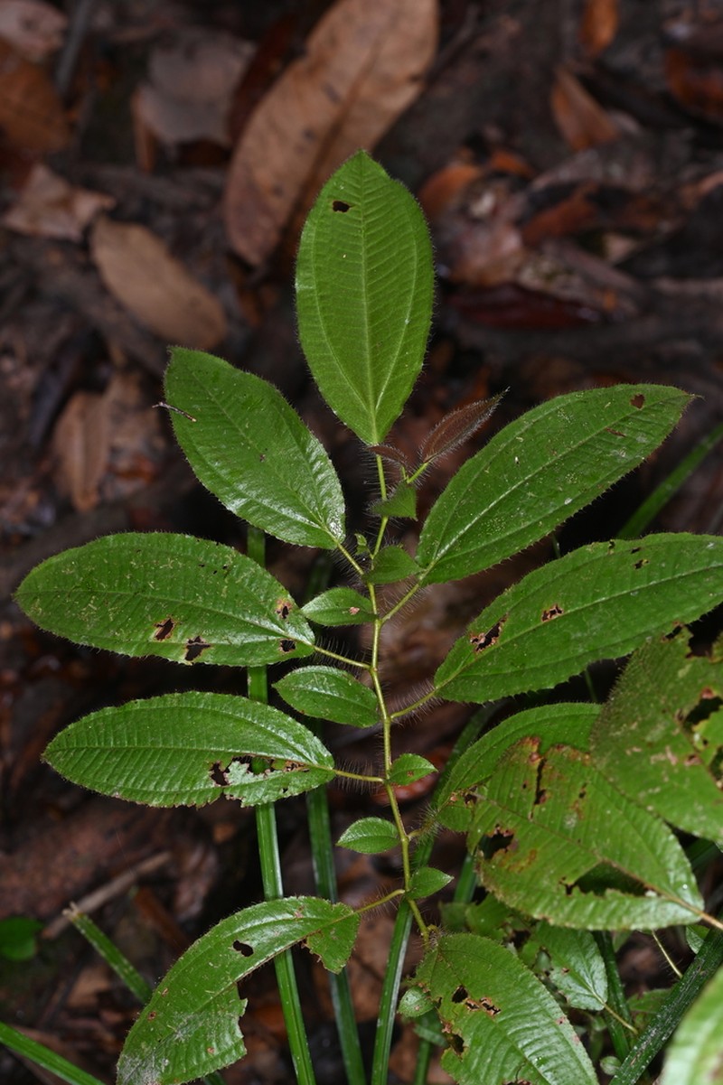 Miconia asymmetrica photo 3