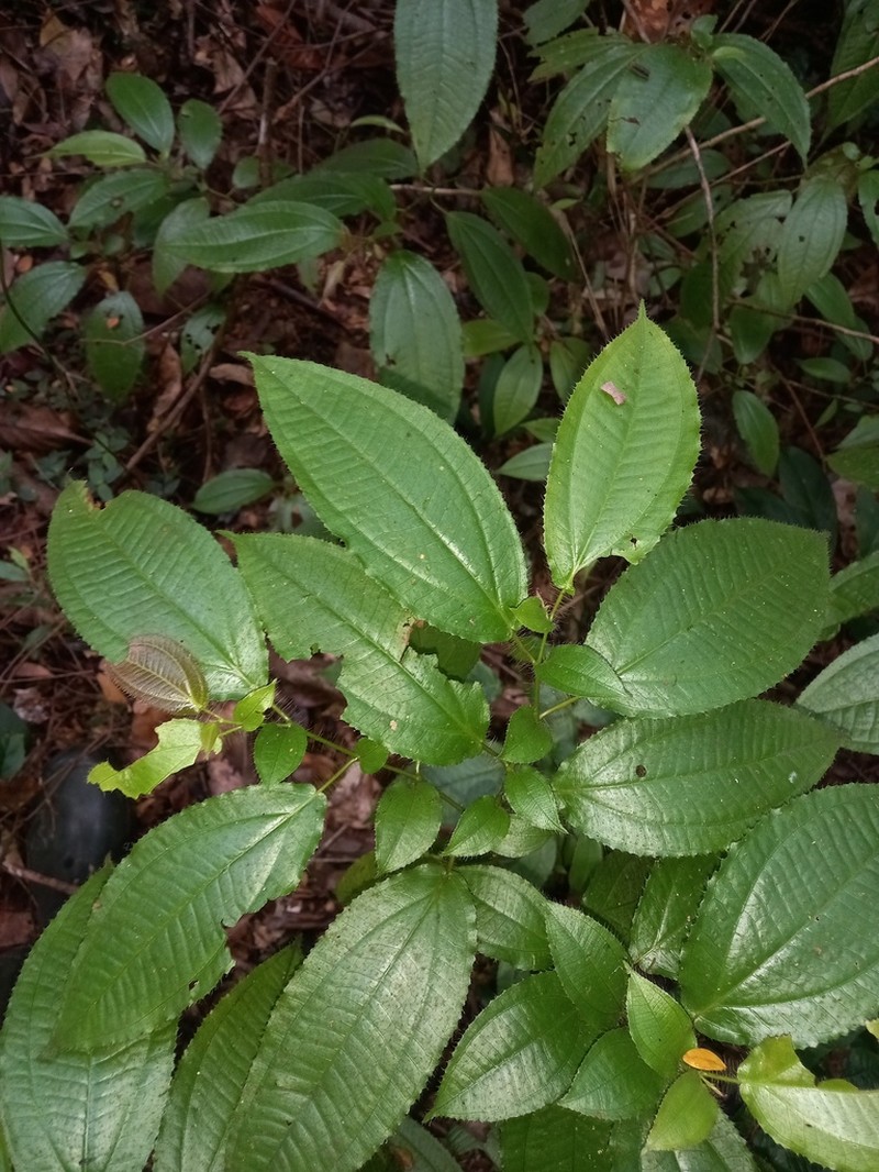 Miconia asymmetrica photo 4