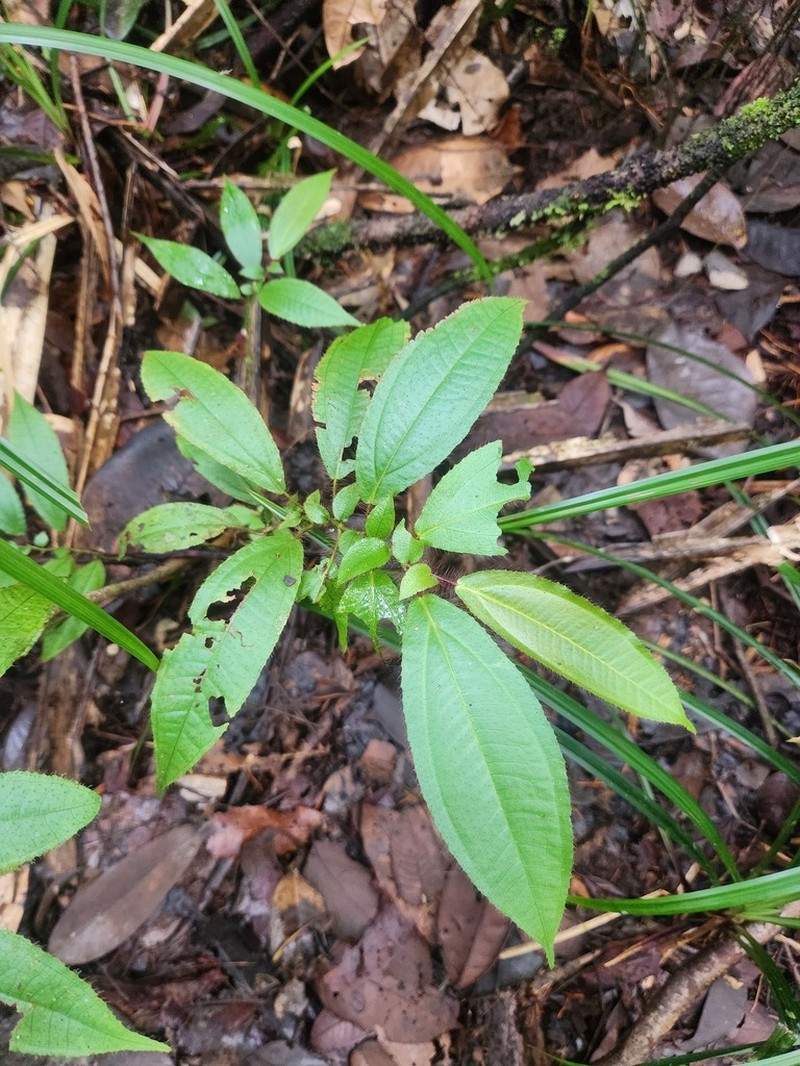 Miconia asymmetrica photo 5