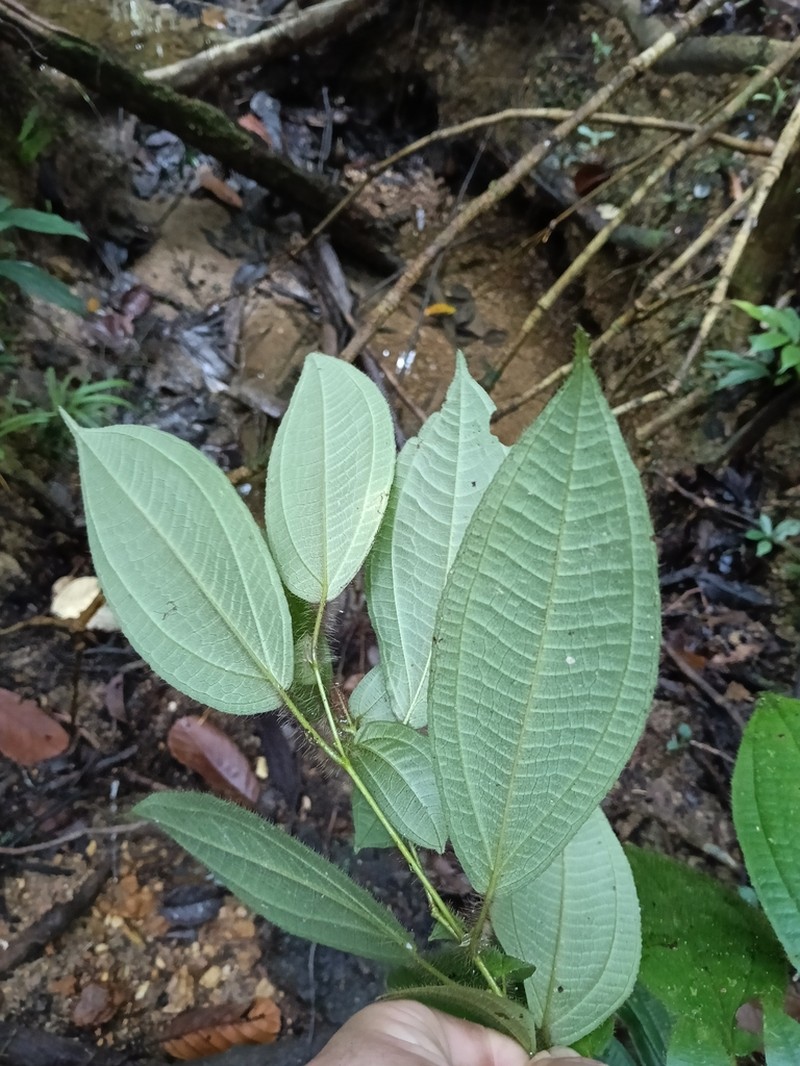 Miconia asymmetrica photo 6