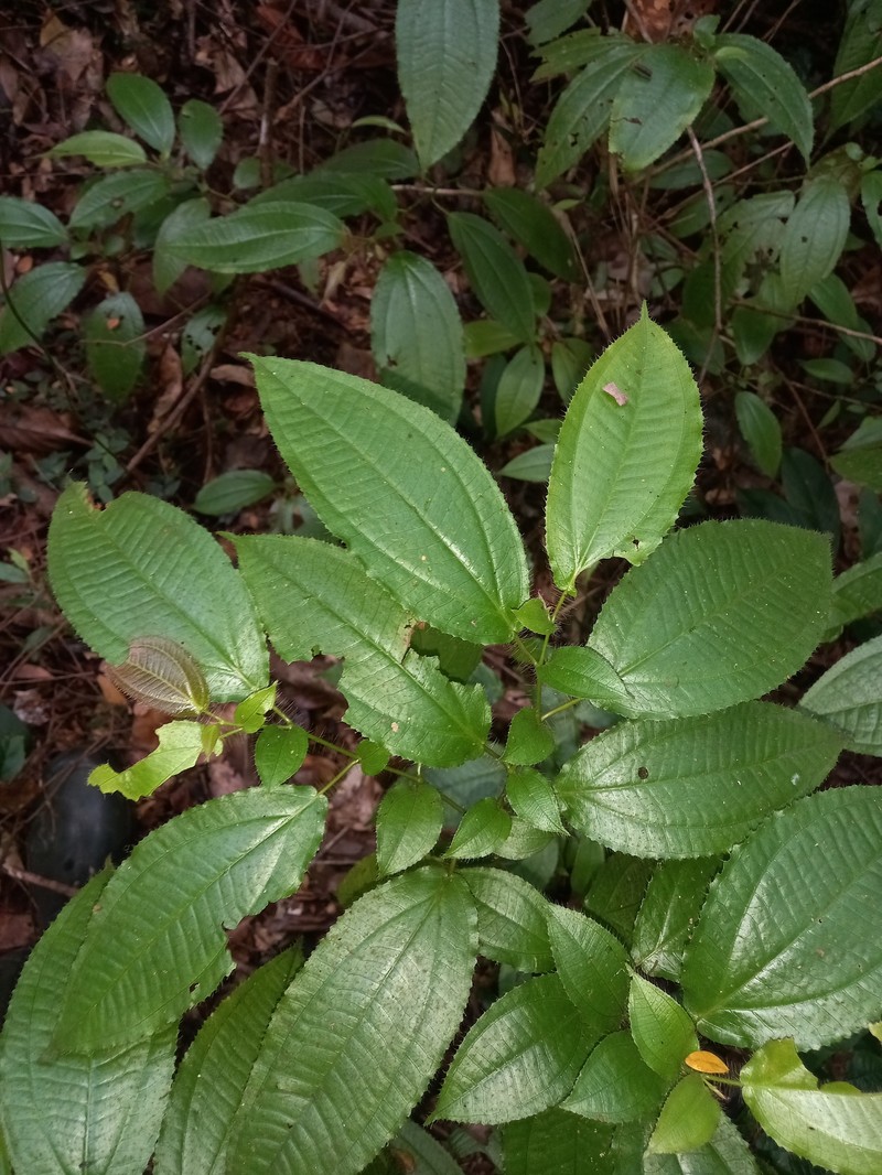 Miconia asymmetrica photo 7