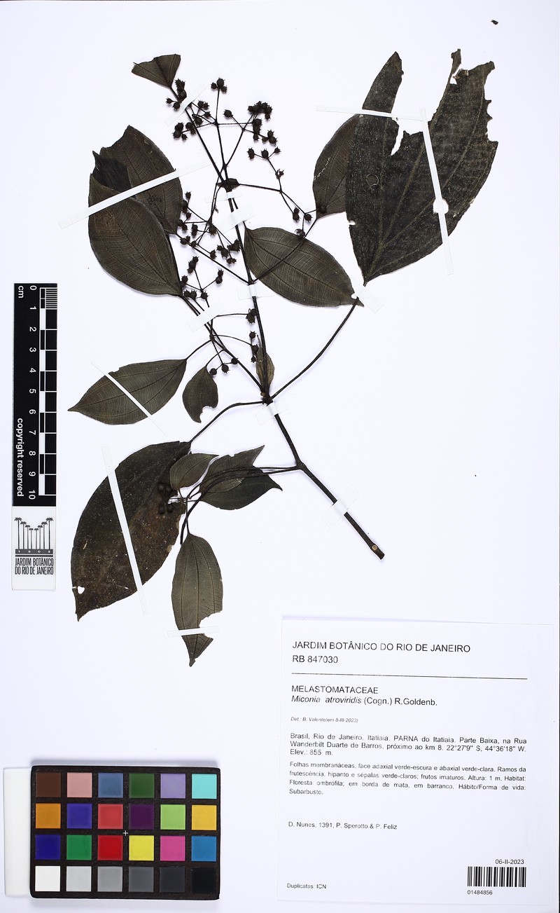Miconia atroviridis