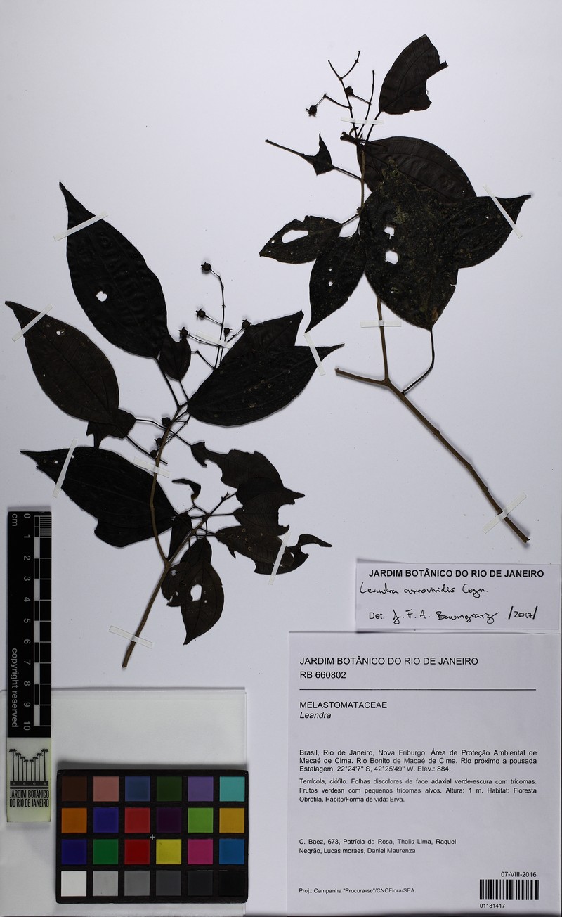 Miconia atroviridis photo 2