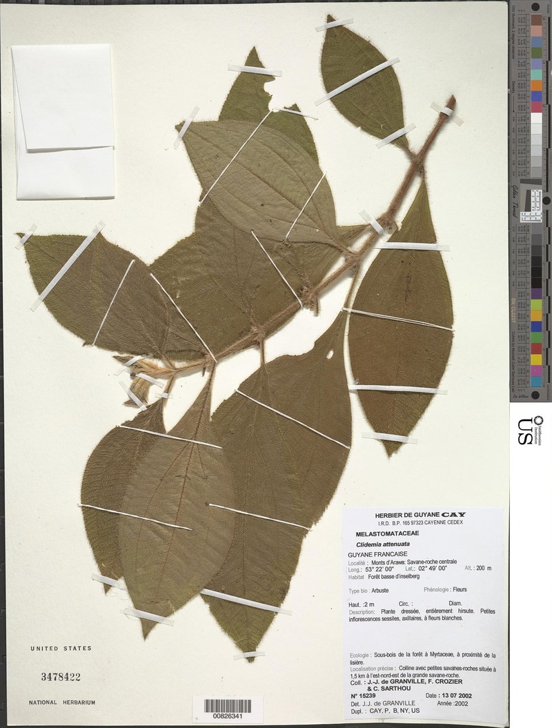 Miconia attenuatifolia