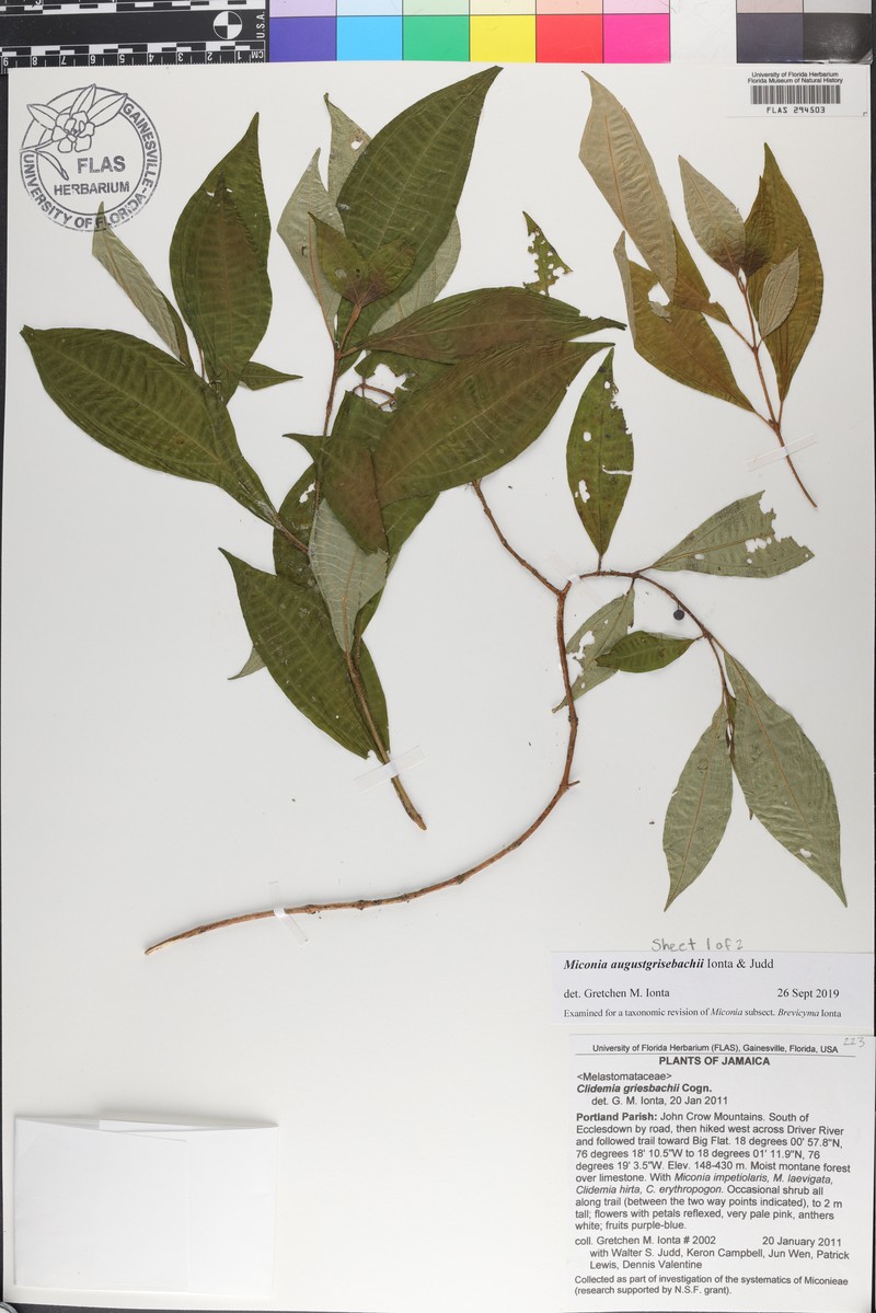 Miconia augustgrisebachii