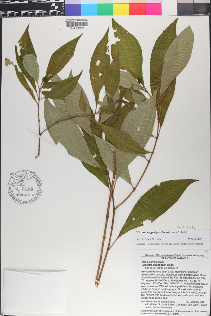 Miconia augustgrisebachii photo 2
