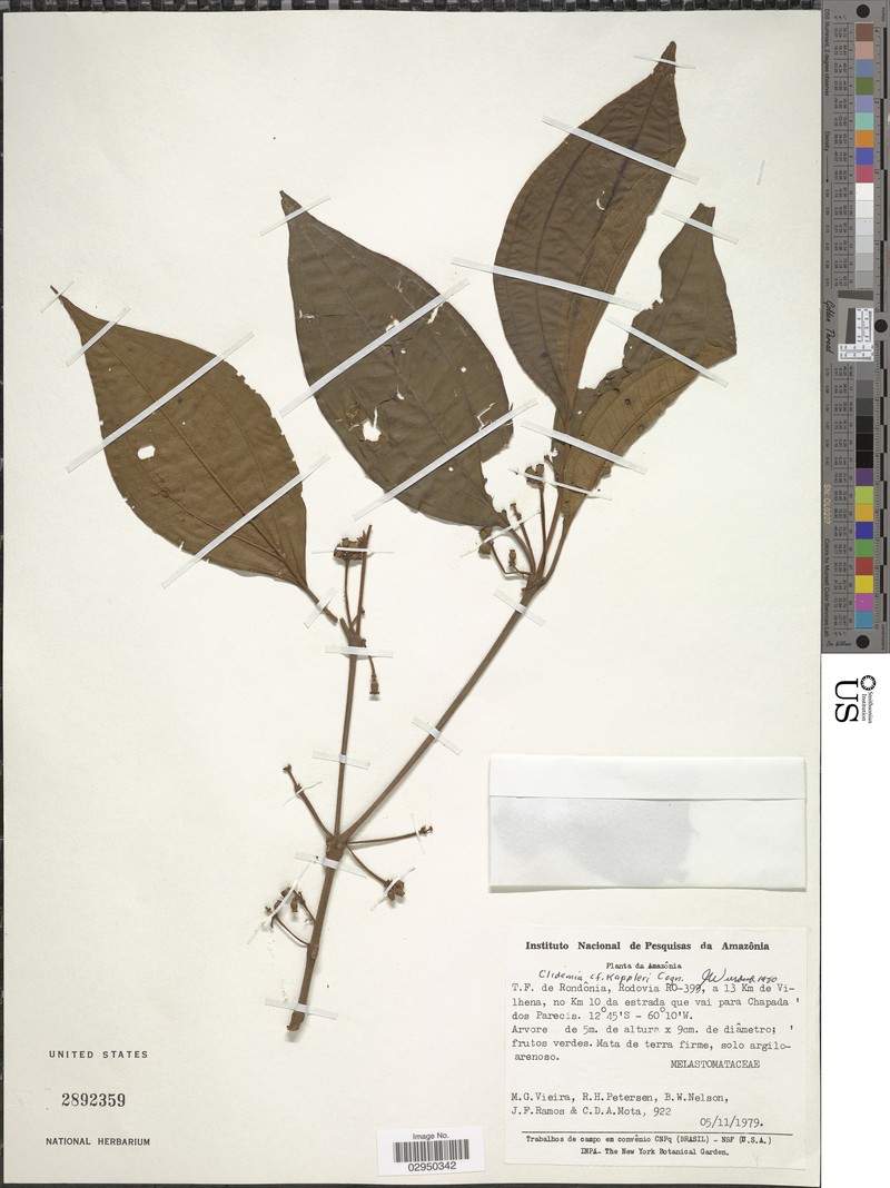 Miconia augustkappleri