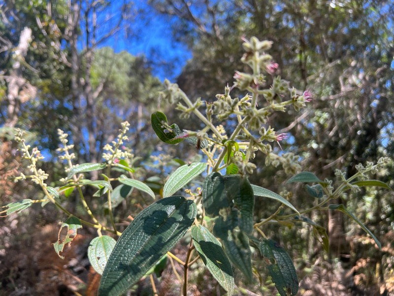 Miconia auricoma