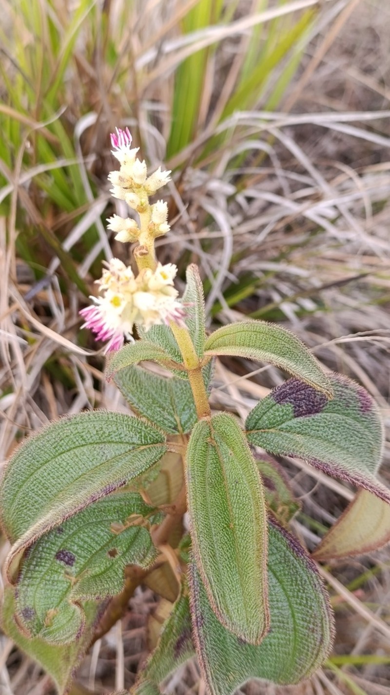 Miconia auricoma photo 2