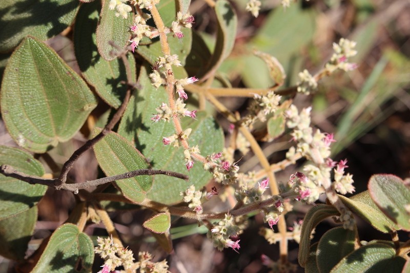 Miconia auricoma photo 3