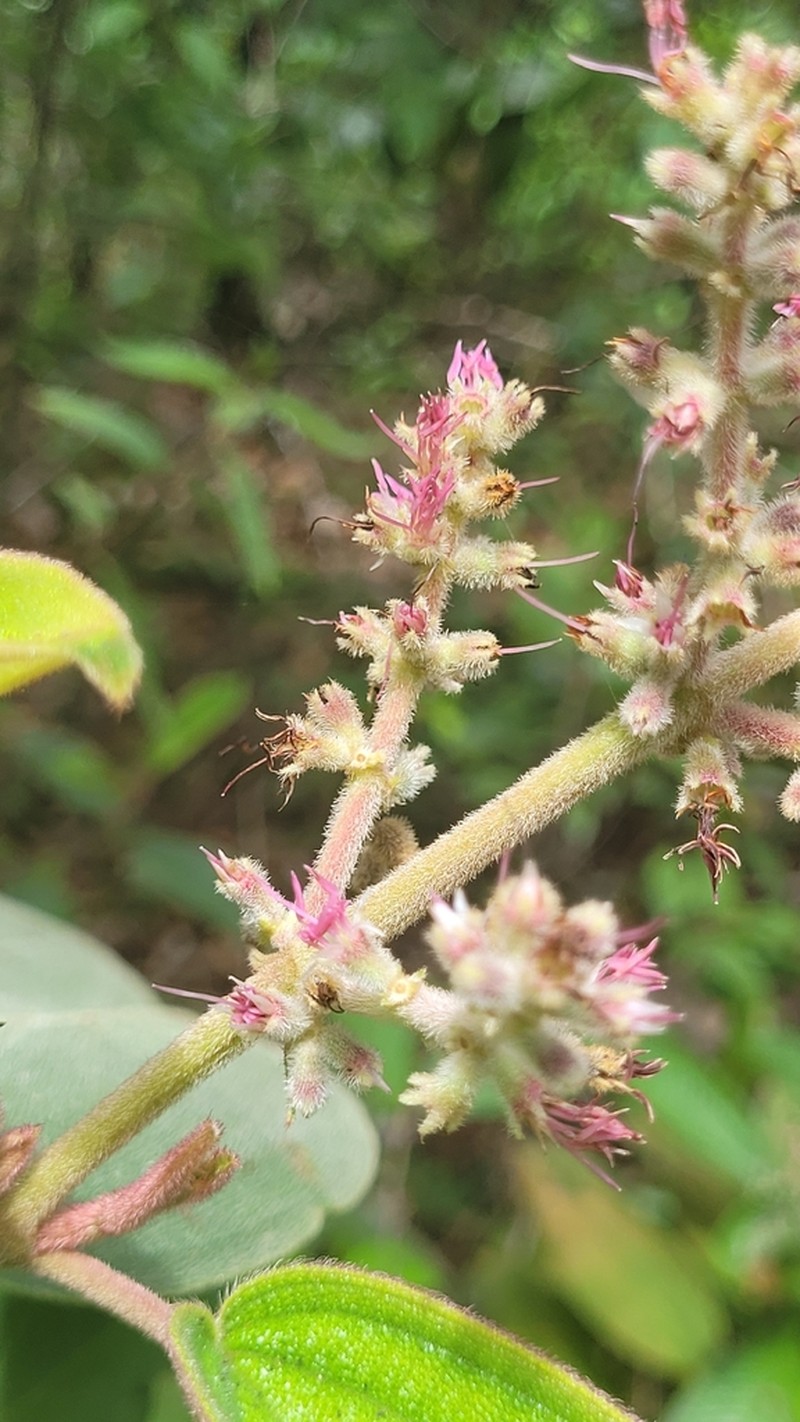 Miconia auricoma photo 4