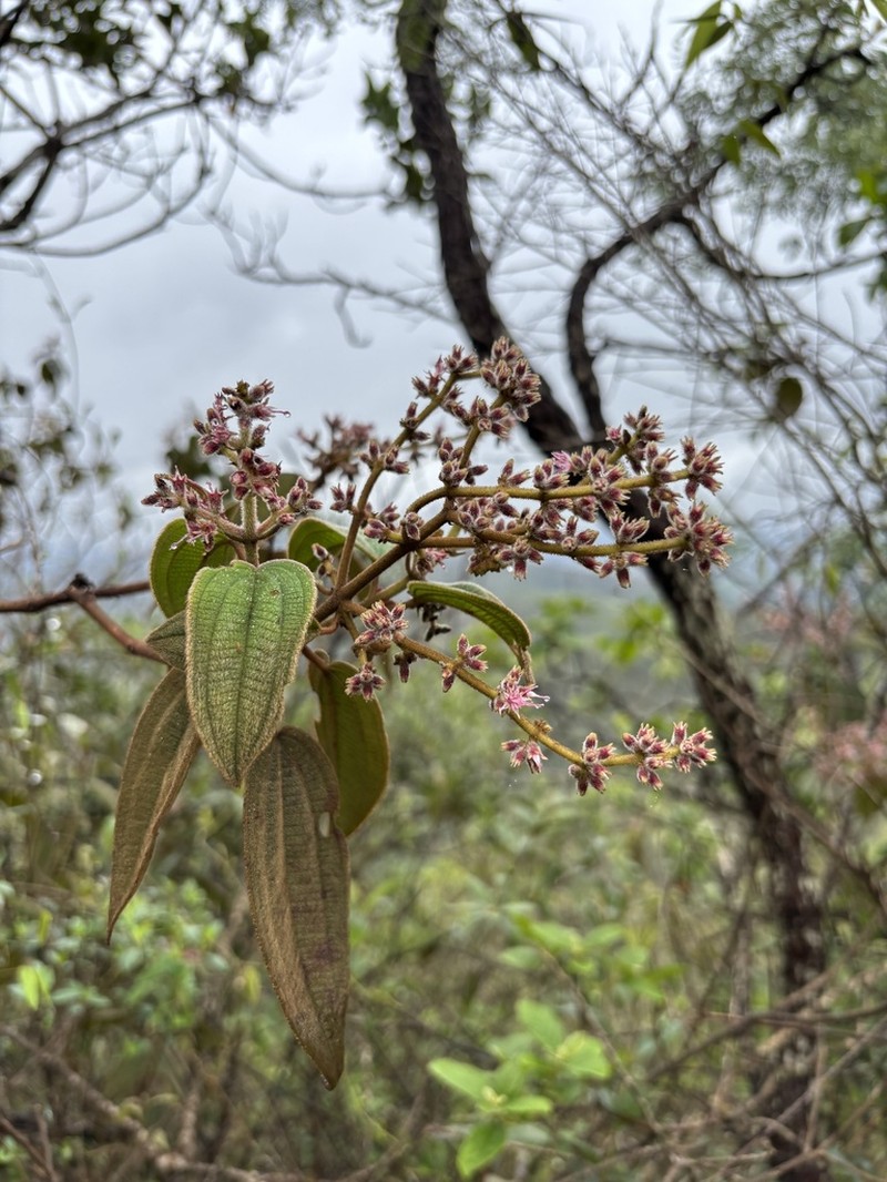 Miconia auricoma photo 5