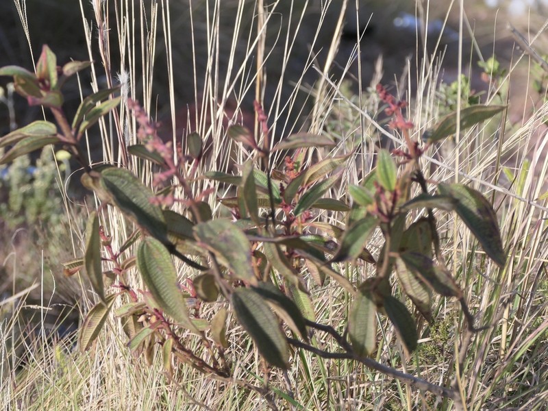 Miconia auricoma photo 6