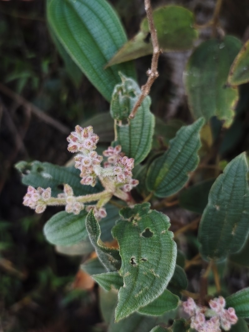 Miconia auricoma photo 7