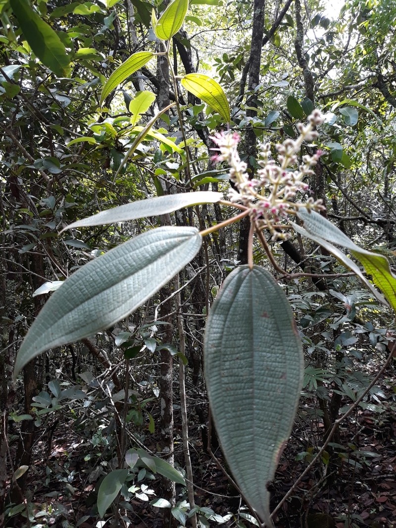 Miconia auricoma photo 8