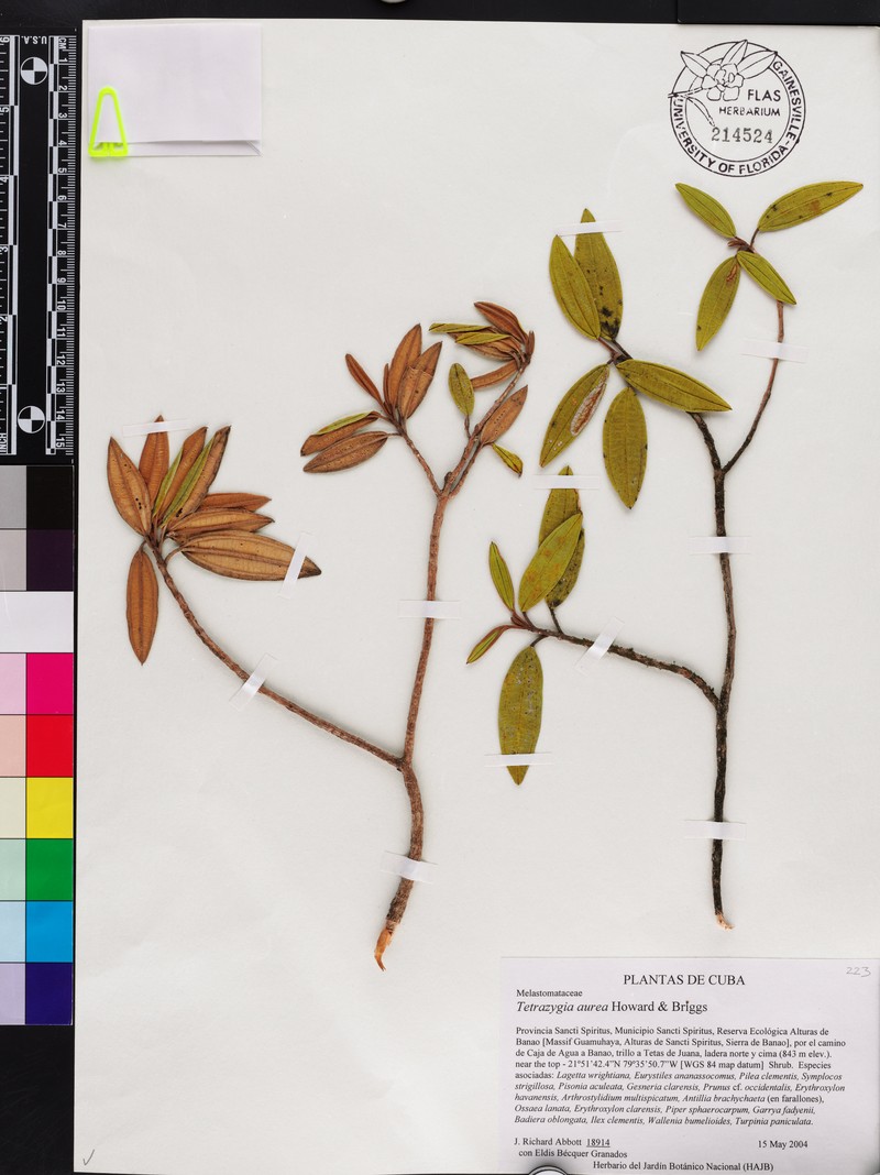 Miconia aurifolia