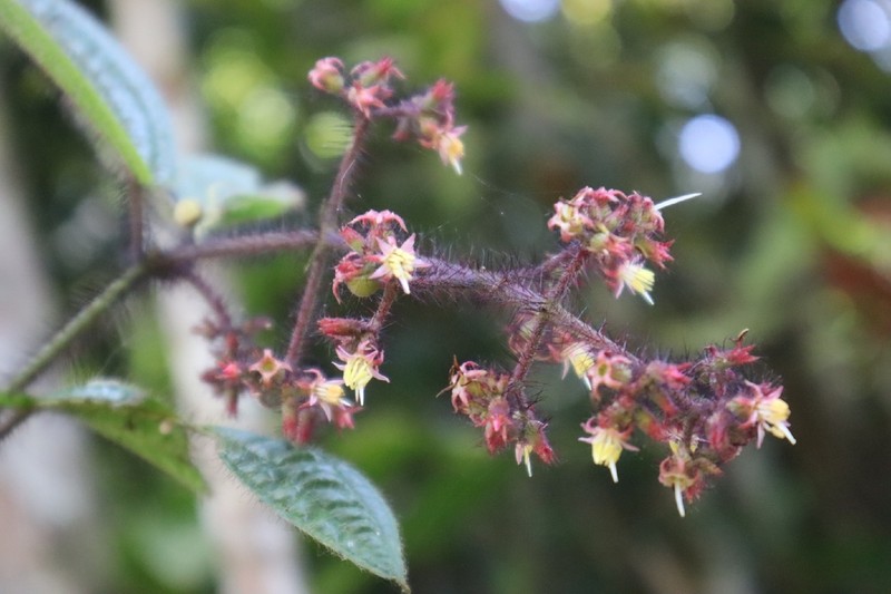 Miconia australis photo 2