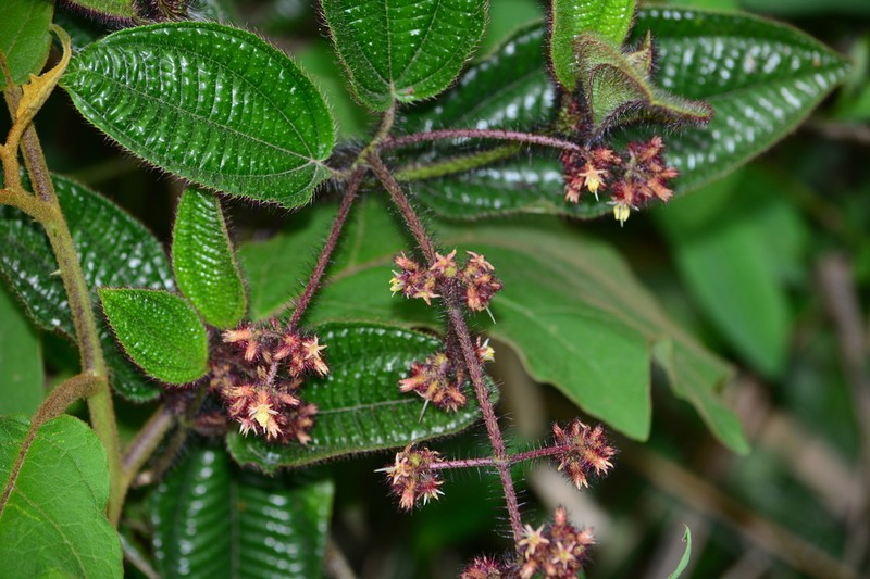 Miconia australis photo 3