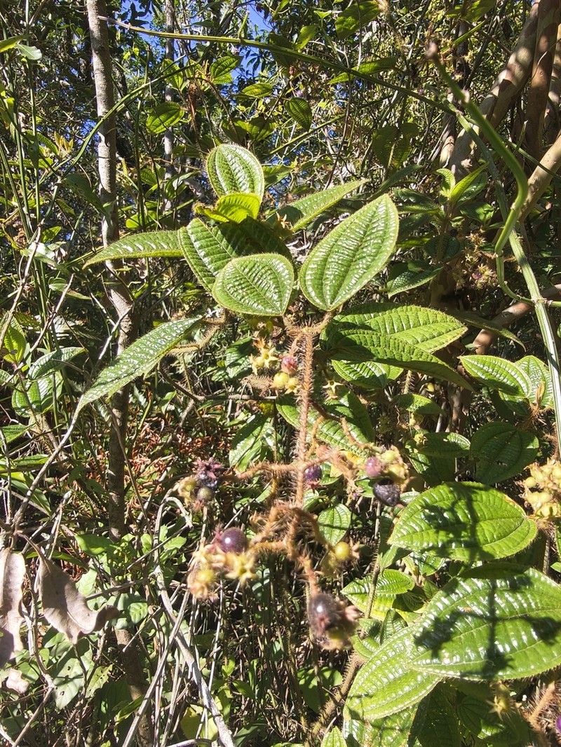 Miconia australis photo 4