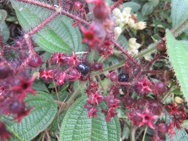 Miconia australis photo 5