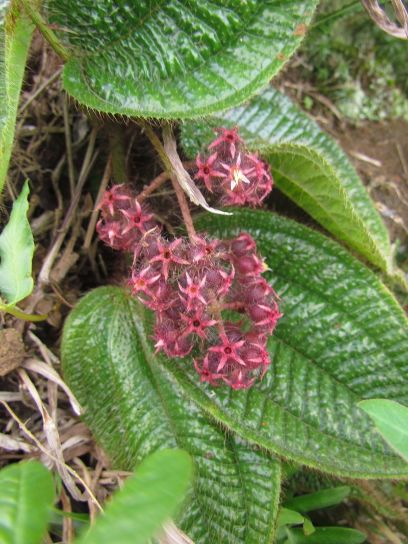 Miconia australis photo 6