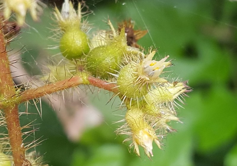 Miconia australis photo 7