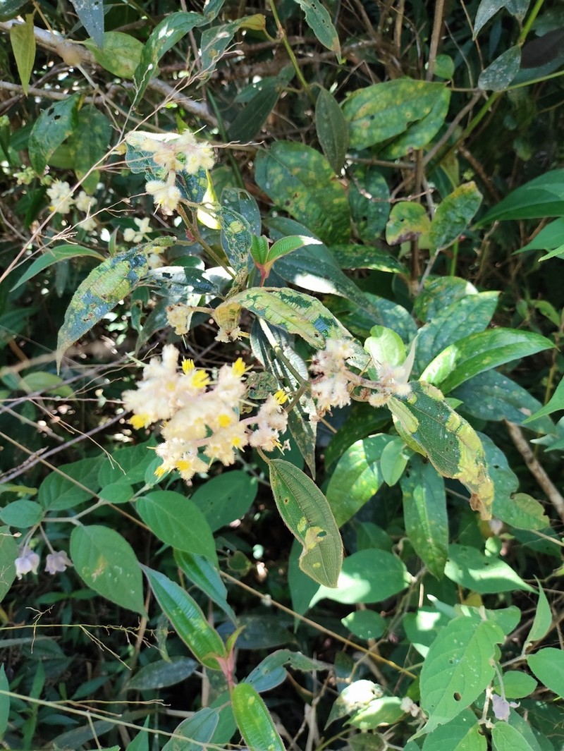 Miconia australis photo 8