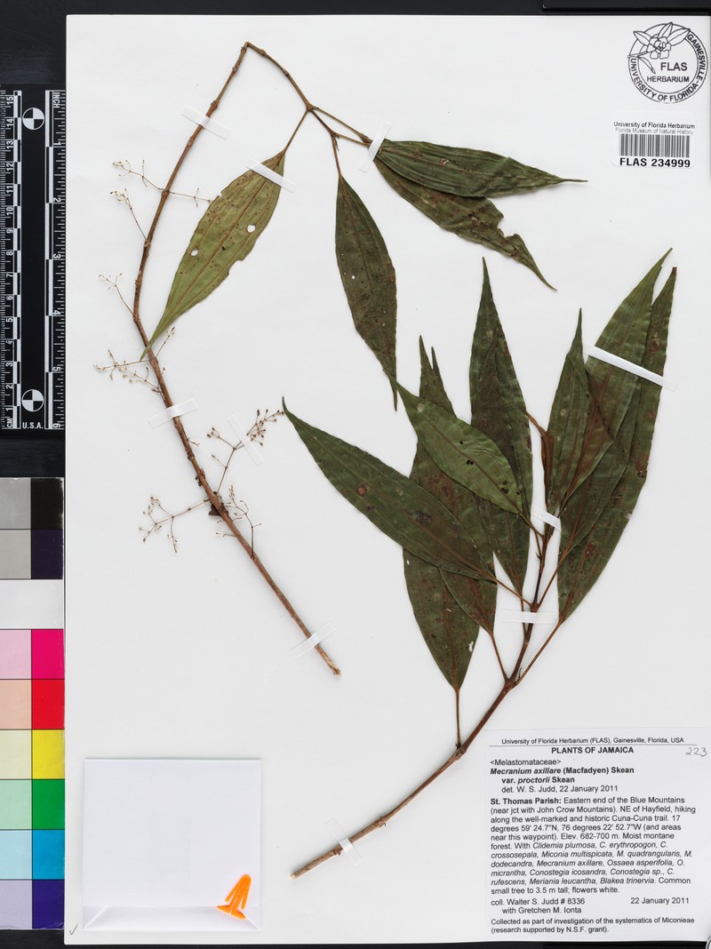 Miconia axillaris