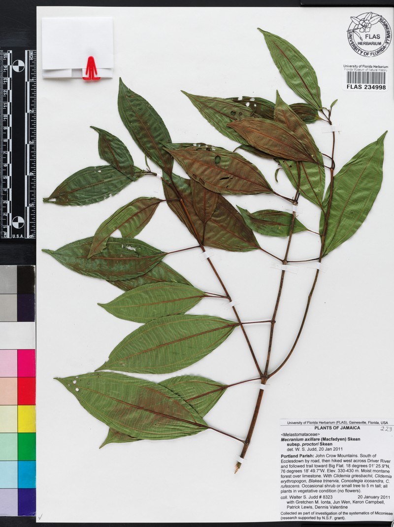 Miconia axillaris photo 2