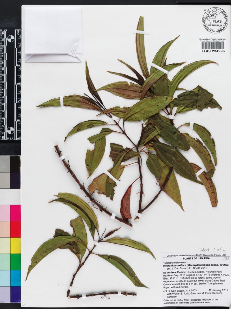 Miconia axillaris photo 3