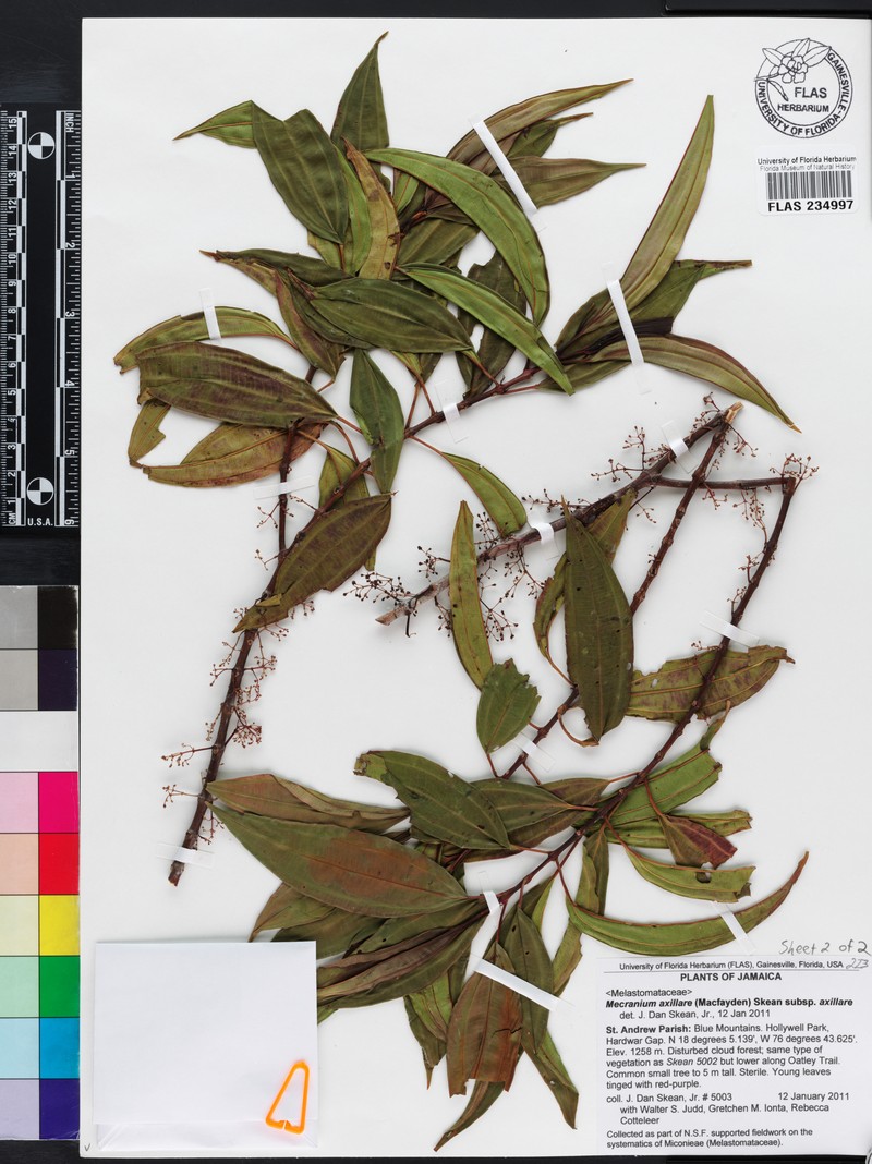 Miconia axillaris photo 4