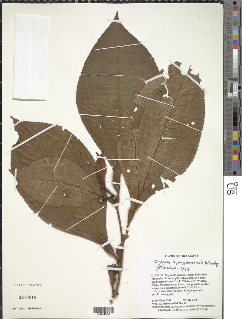 Miconia ayangannensis