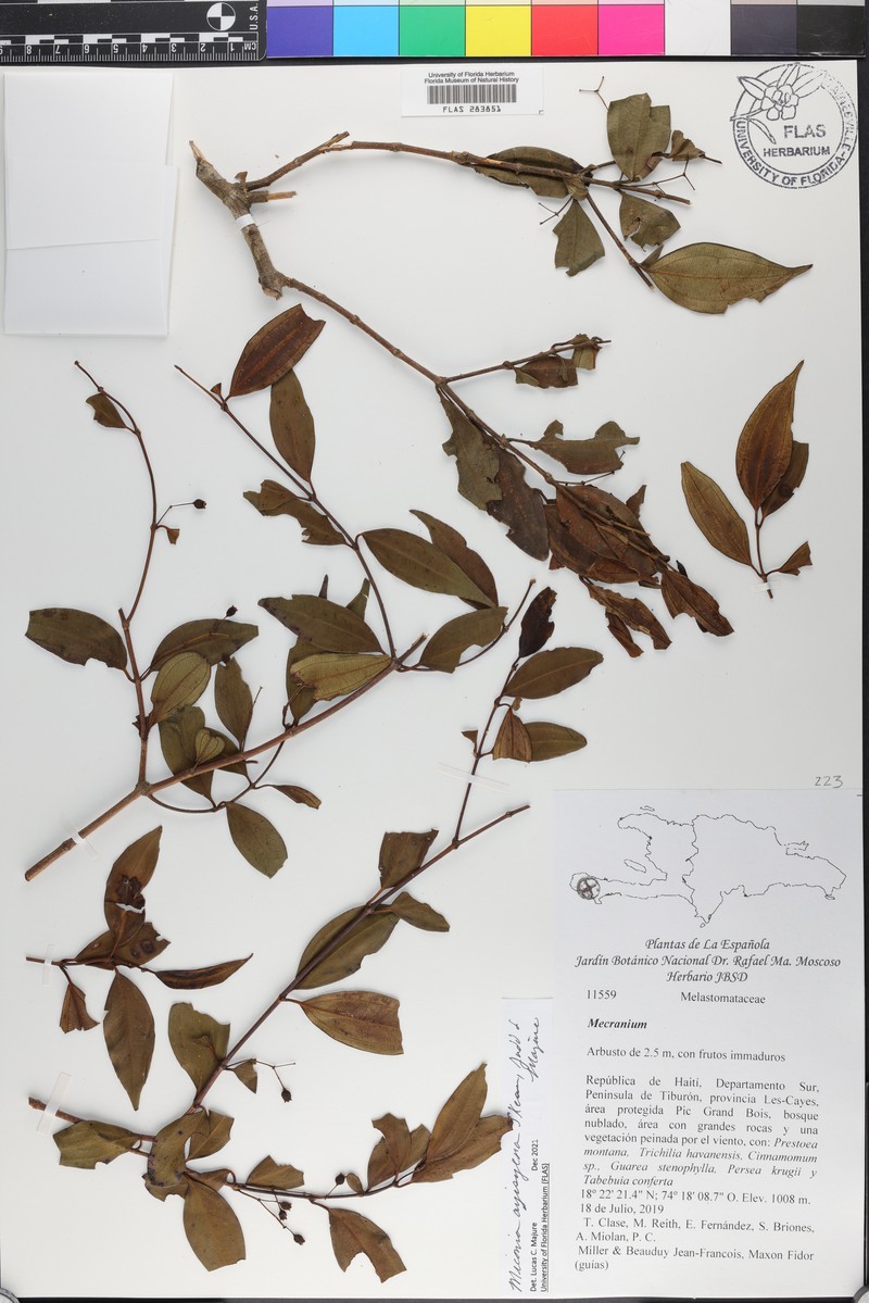 Miconia ayisyena