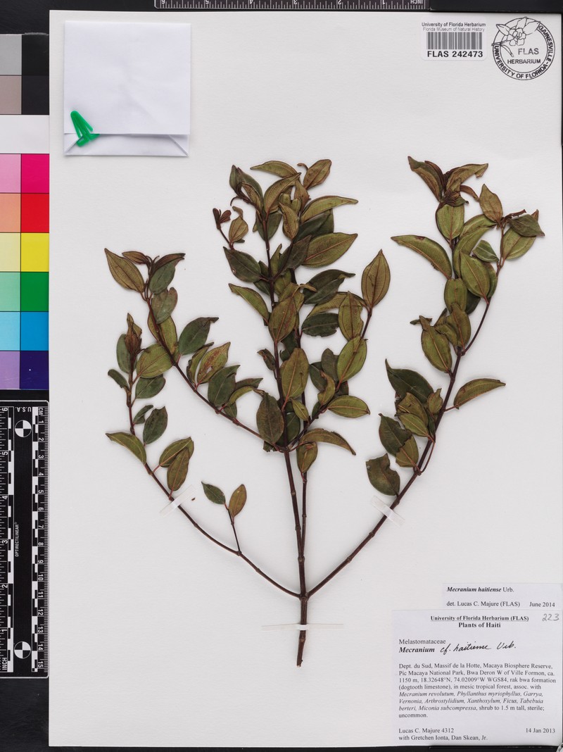 Miconia ayisyena photo 2