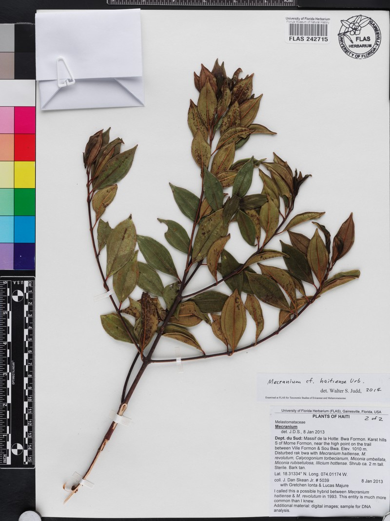 Miconia ayisyena photo 3