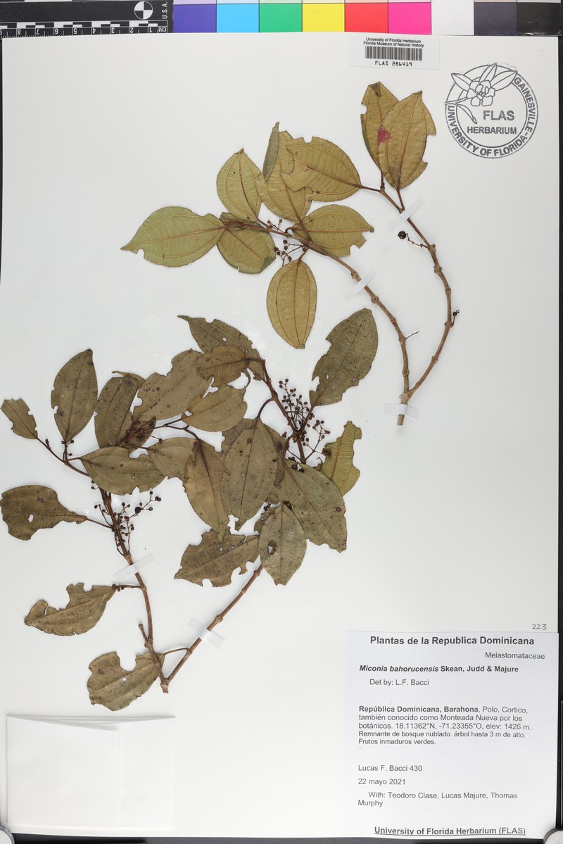 Miconia bahorucensis
