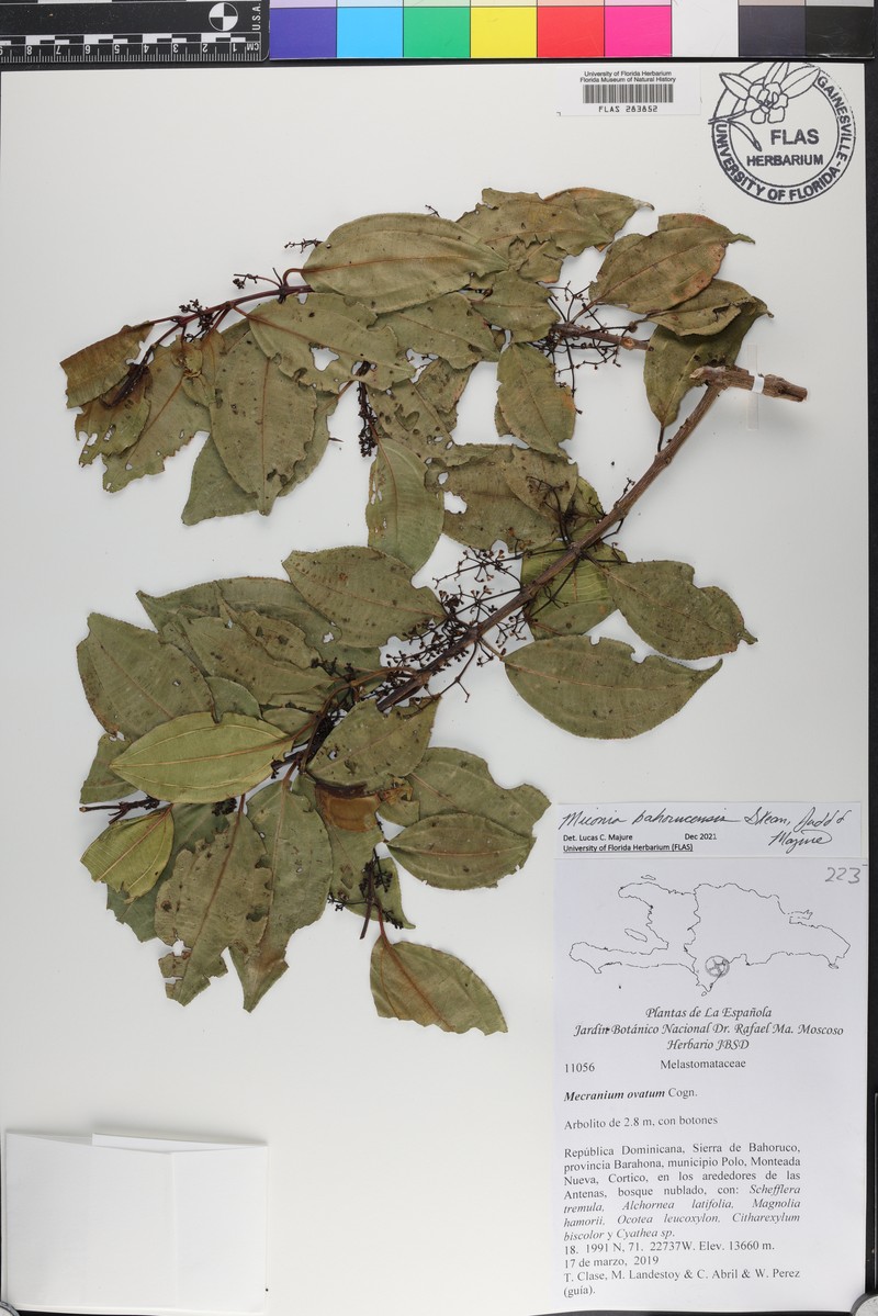 Miconia bahorucensis photo 2
