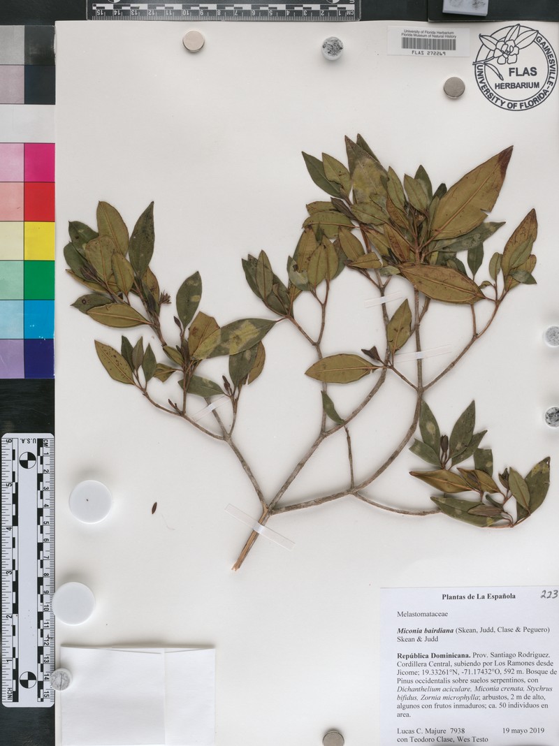 Miconia bairdiana