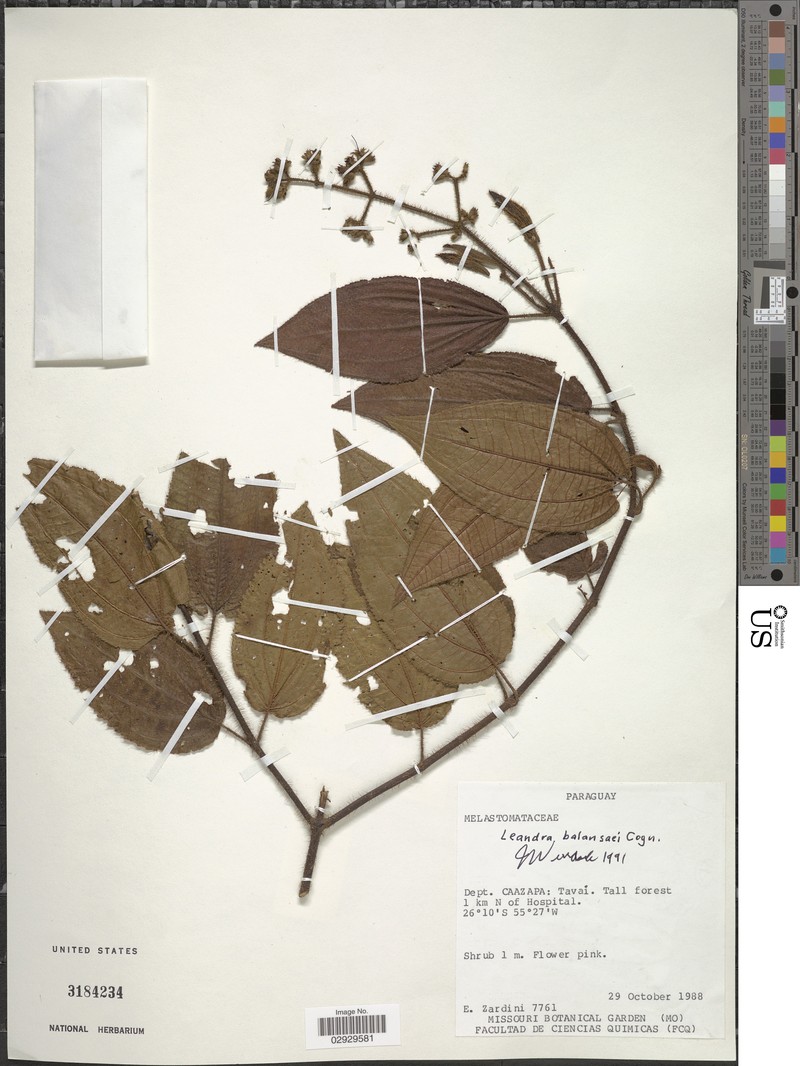 Miconia balansae