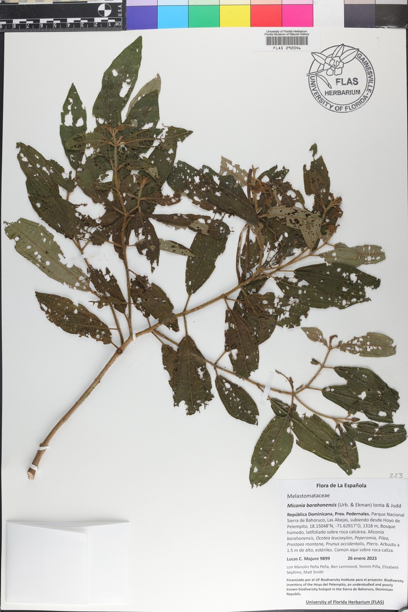 Miconia barahonensis