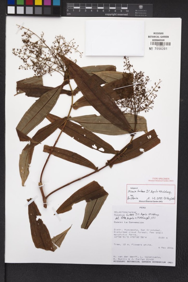 Miconia barkleyi