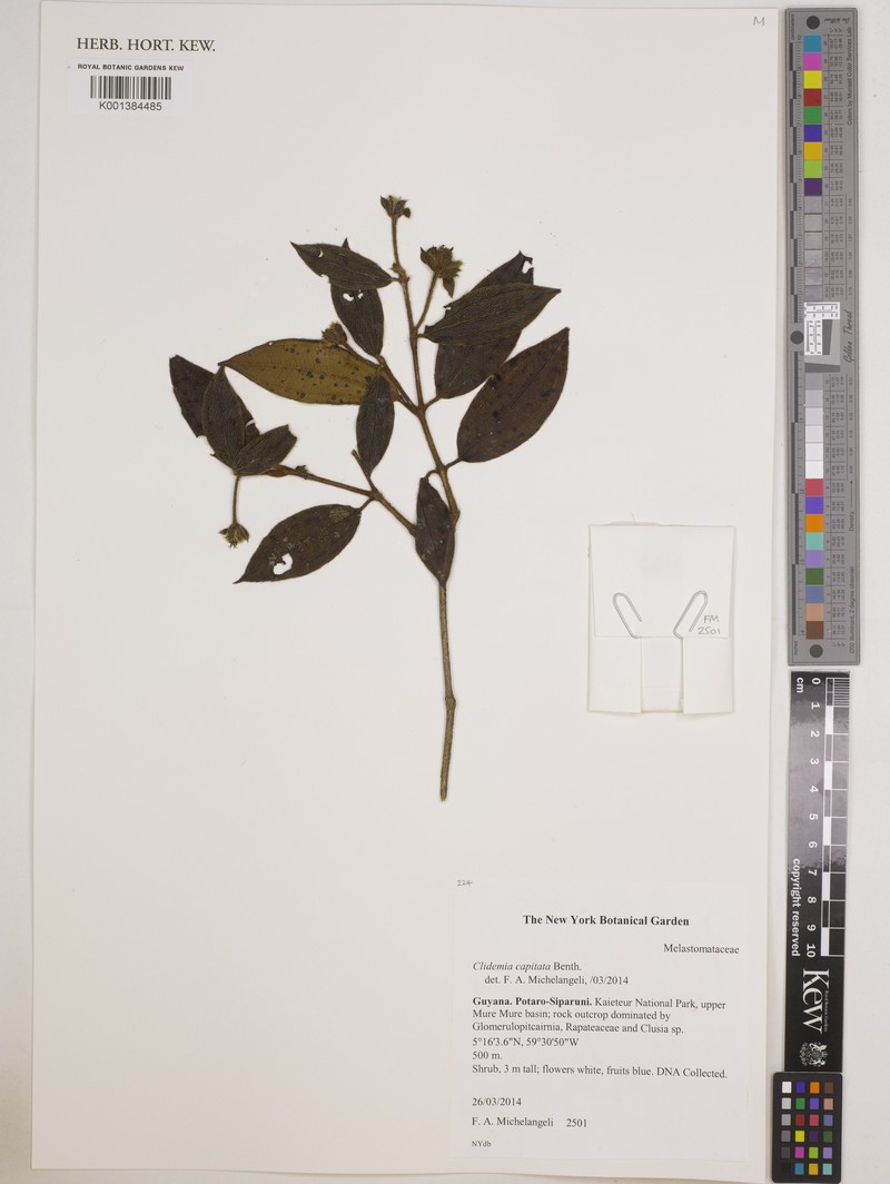 Miconia benthamii