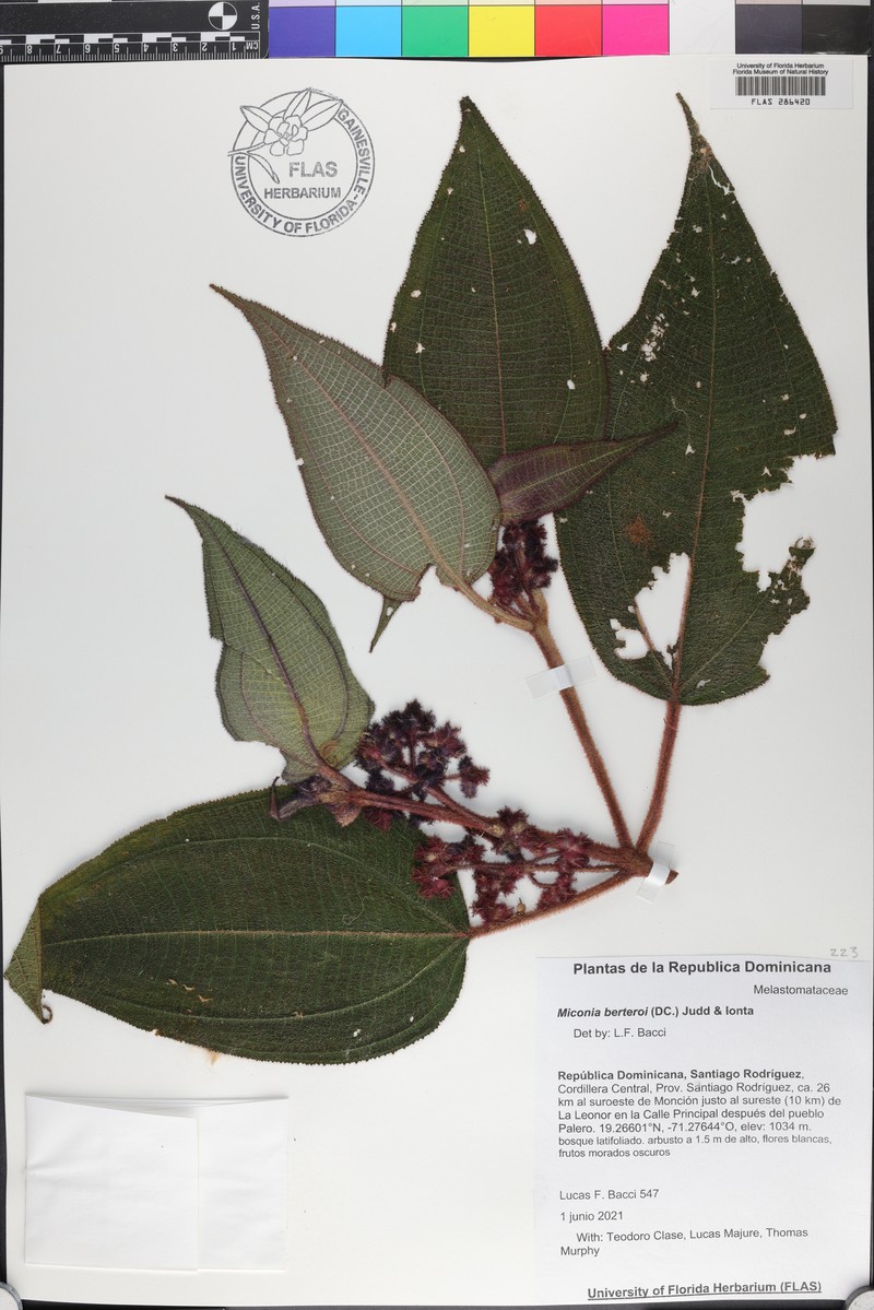 Miconia berteroi