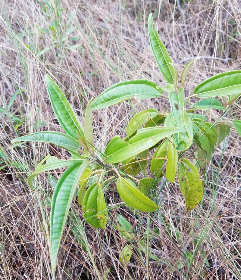 Florida Clover Ash
