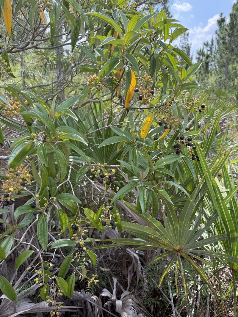 Florida Clover Ash photo 2