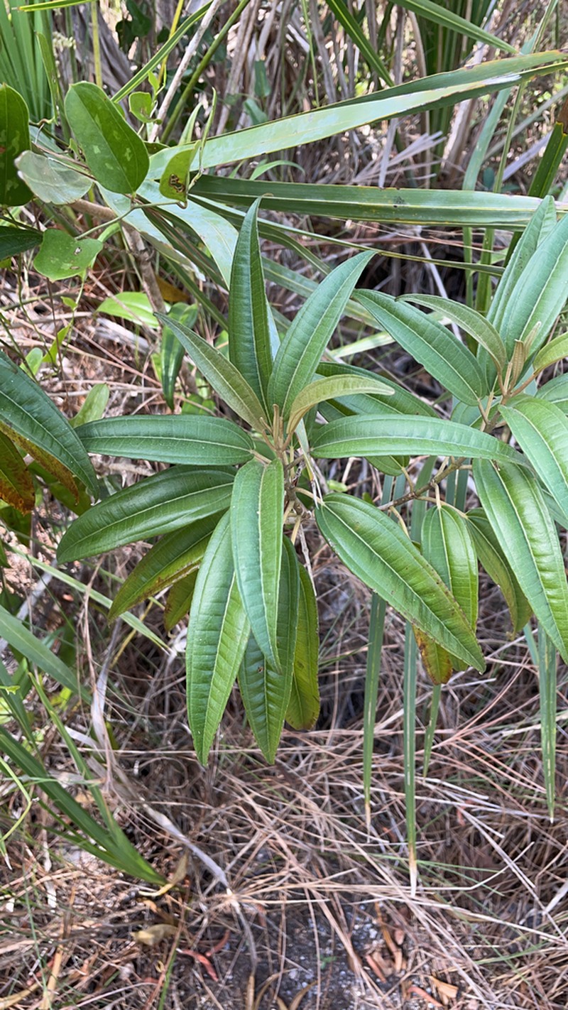 Florida Clover Ash photo 3