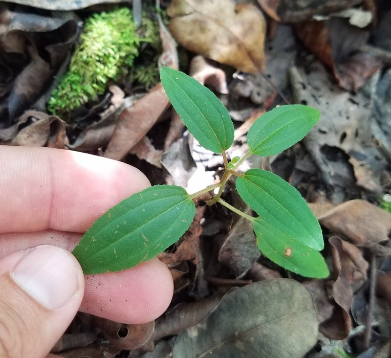 Florida Clover Ash photo 4