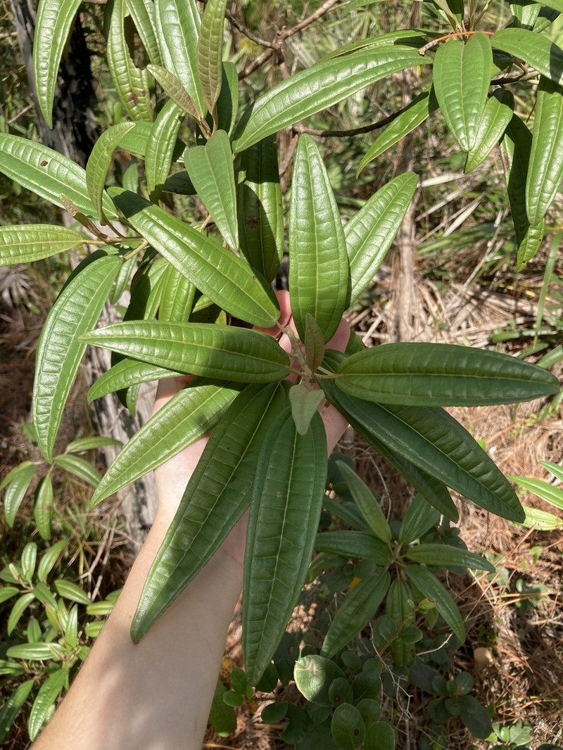 Florida Clover Ash photo 5
